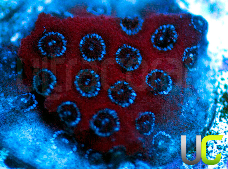 Darth Maul Porites
