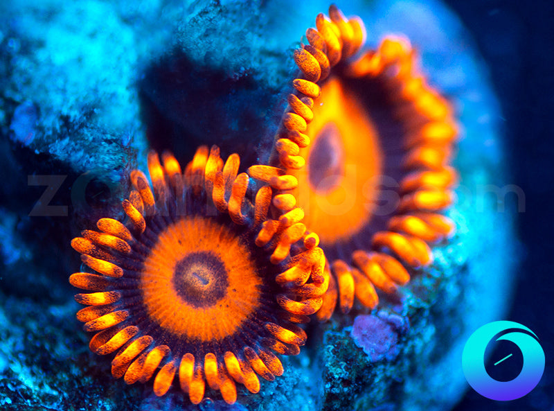 Oxides