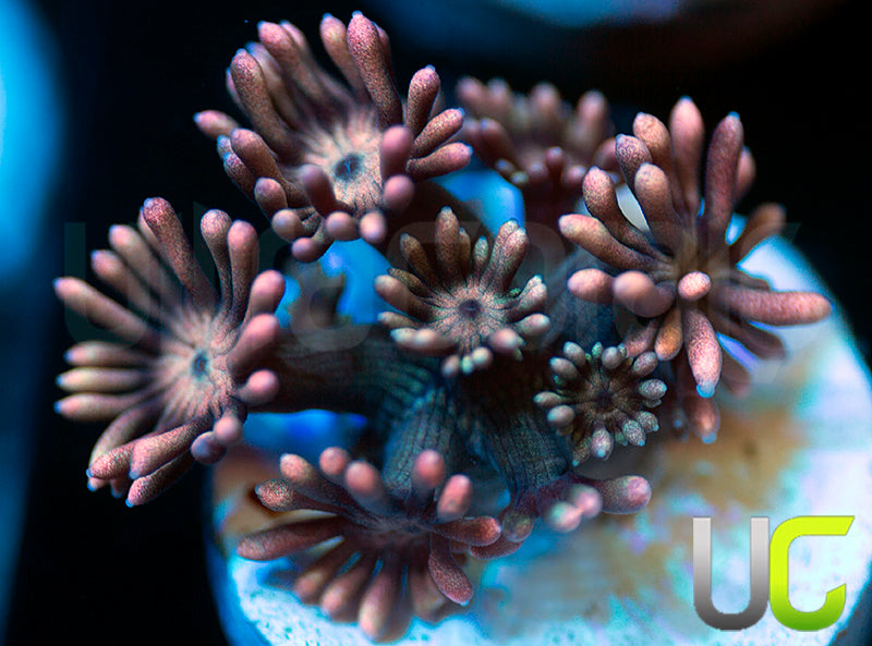 UC Venus Goni