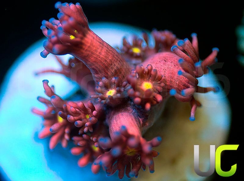 UC Googly Eyes Goni