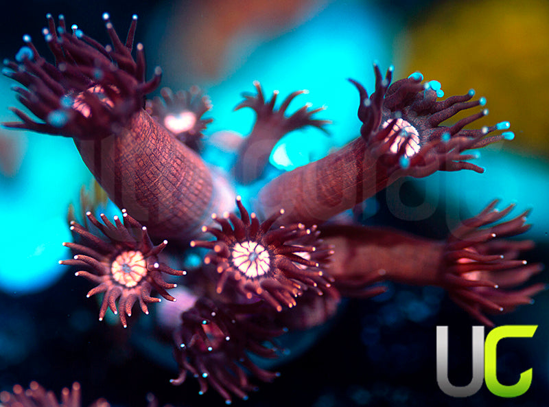 UC Glitter Tip Goni