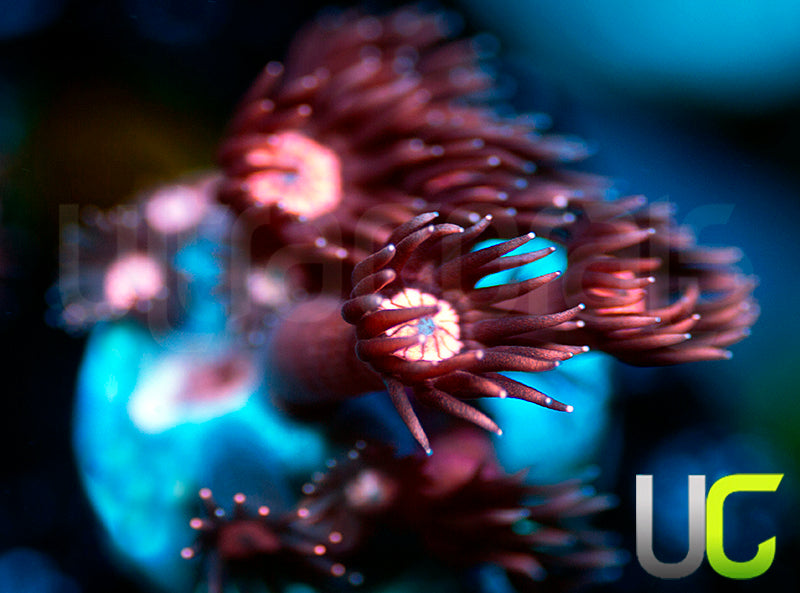 UC Glitter Tip Goni