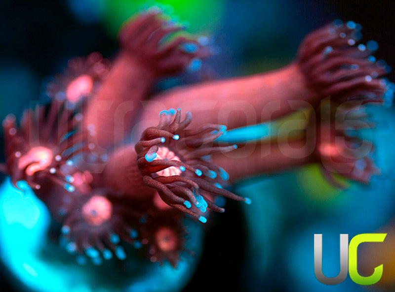 UC Glitter Tip Goni
