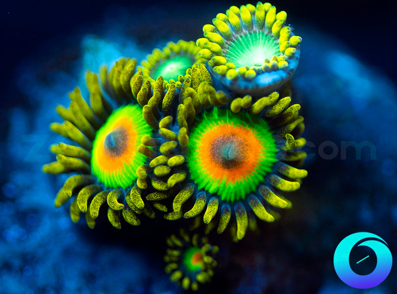 Rastas & Nuclear Dragon Eyes