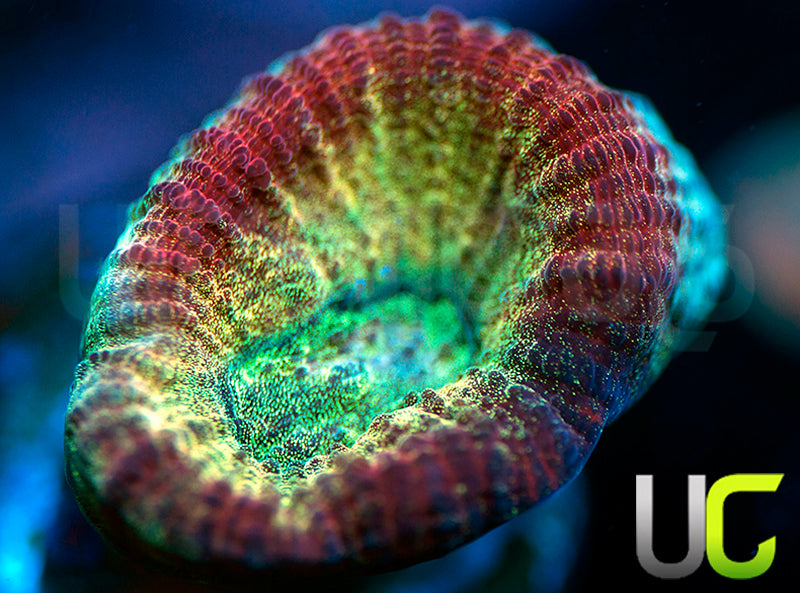 UC Red Rebel Goniastrea