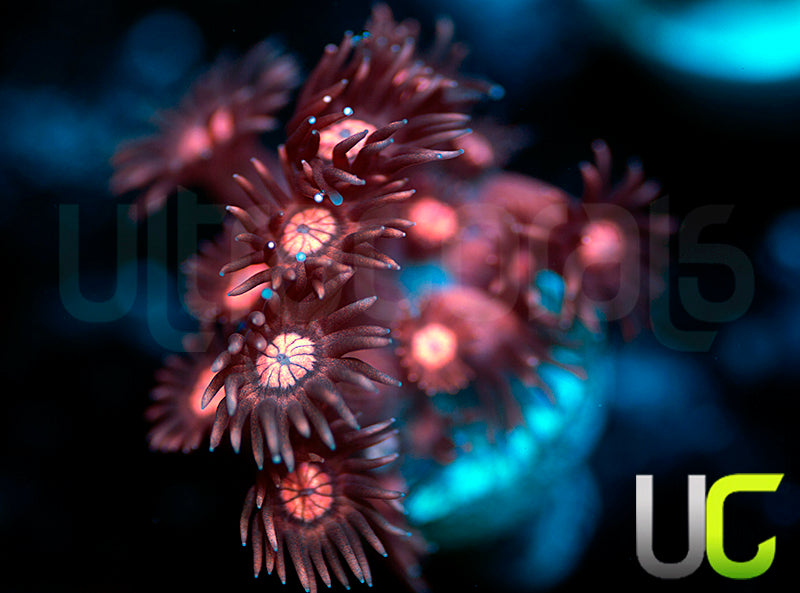 UC Glitter Tip Goni