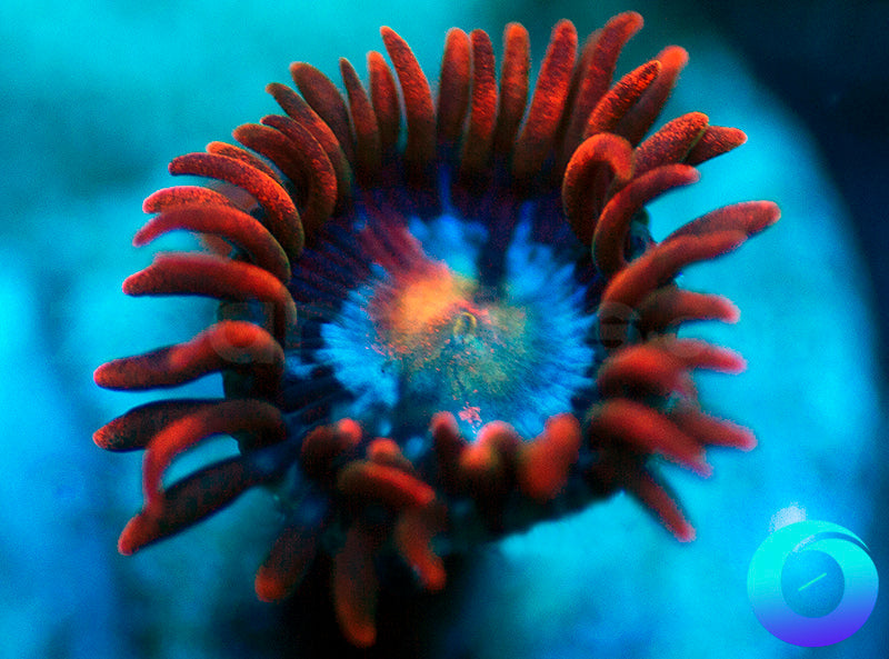 Fire and Ice