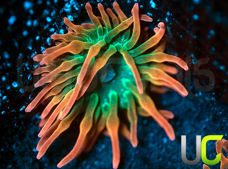 UC Spitfire Anemone