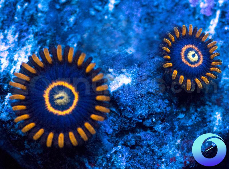 Blue Hornets