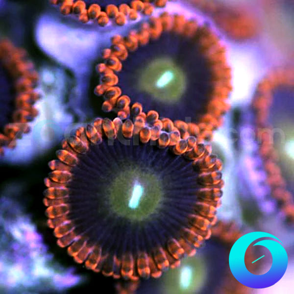 Bloody Mary Zoanthids