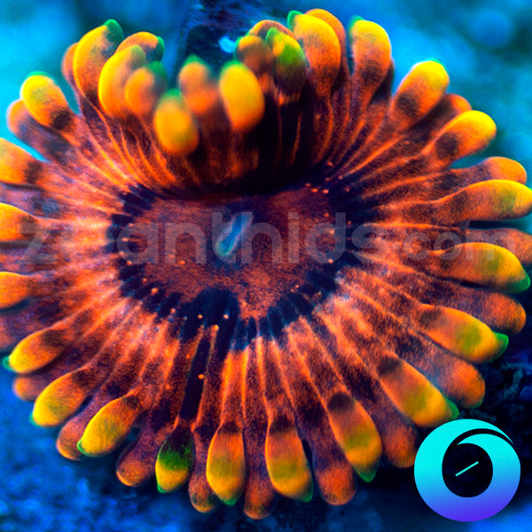 CB El Corazon Zoanthids