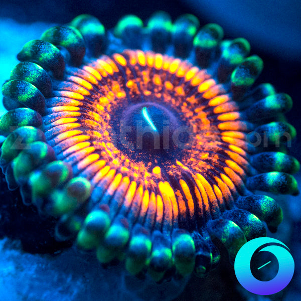 Devils Armor Zoanthids