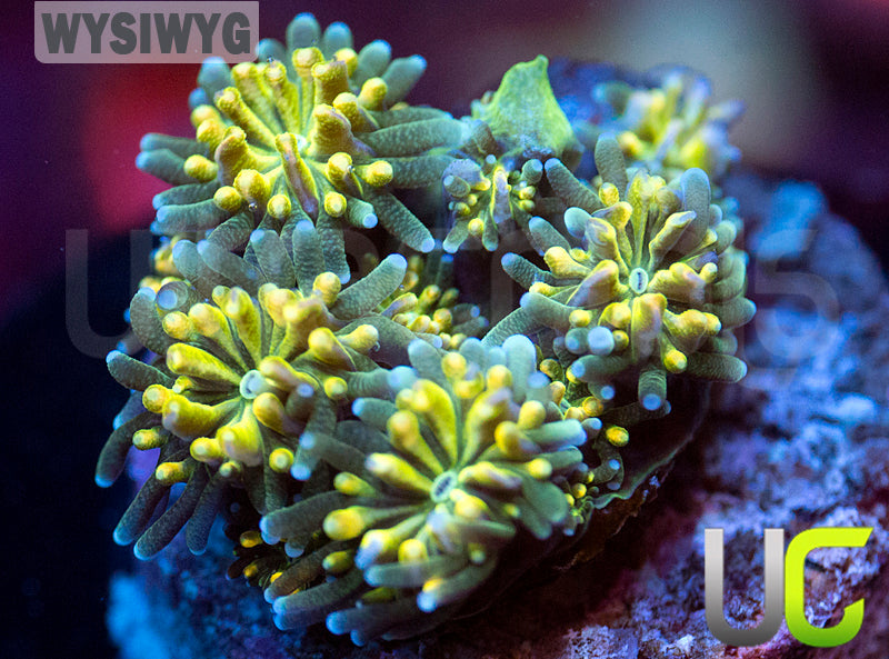 UC Lemon Lime Galaxia