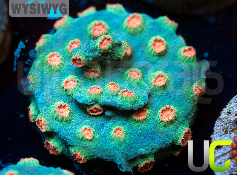 Meteor Shower Cyphastrea