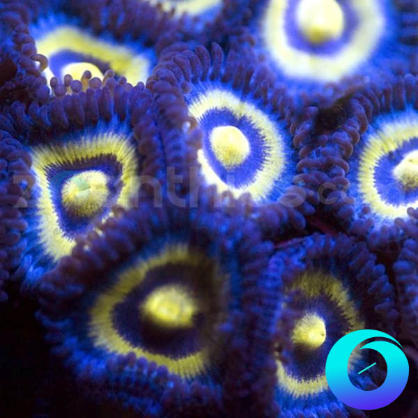 Outcast Zoanthids