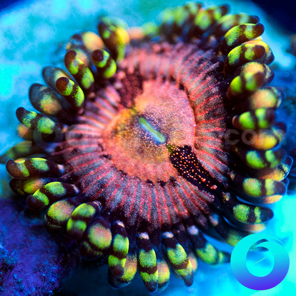Payday Zoanthids