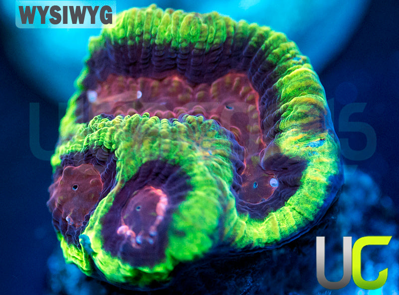 UC Prime Time Platy