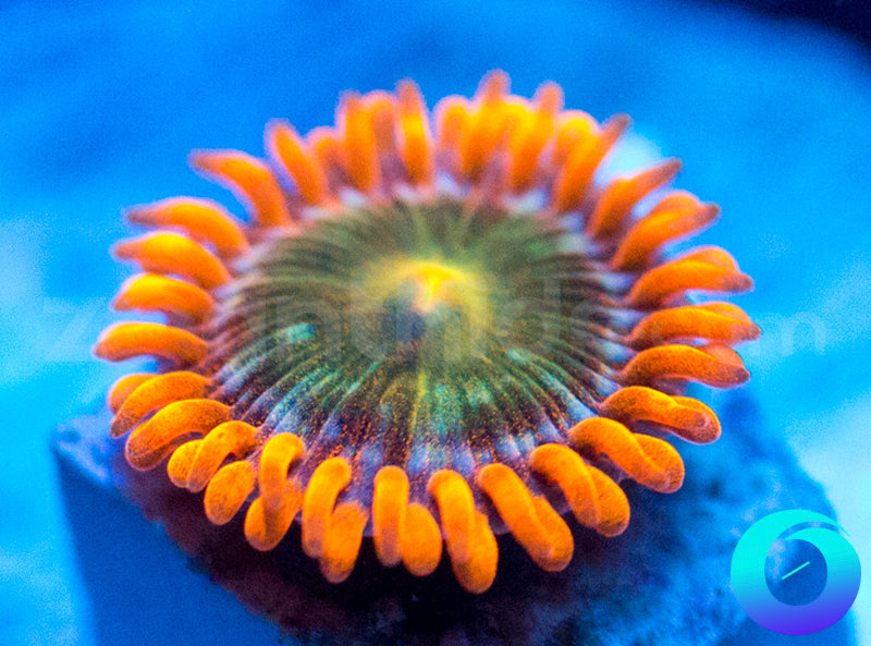 Solar Fusion