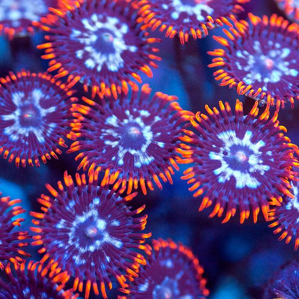Alpha and Omega Zoanthids