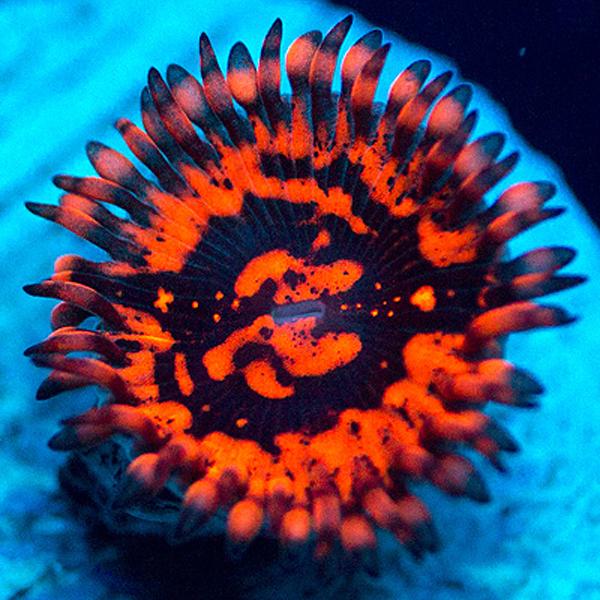 Armageddon Zoanthids