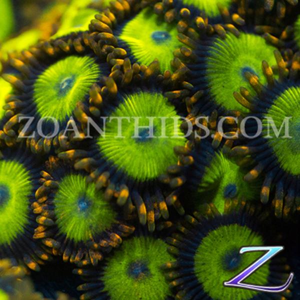 Black Mandarin Zoanthids