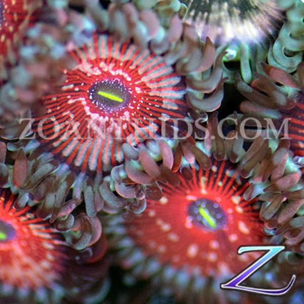 Blazing Agave People Eater Zoanthids