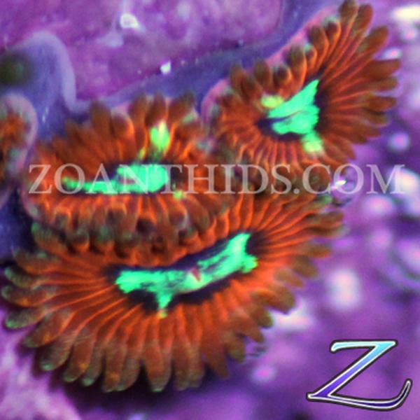 Blazing Beacon Micro  Zoanthids