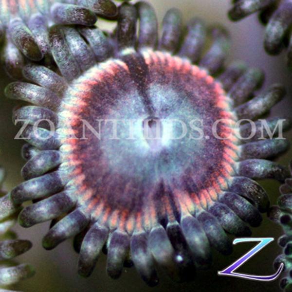 Blister Berry Zoanthids
