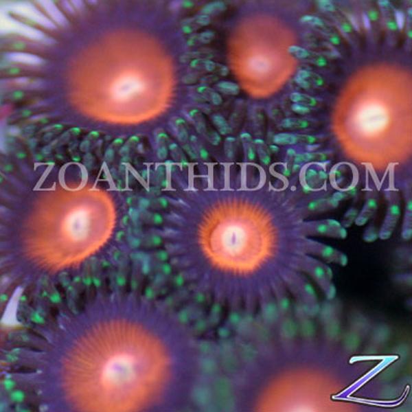 Blood Star Zoanthids