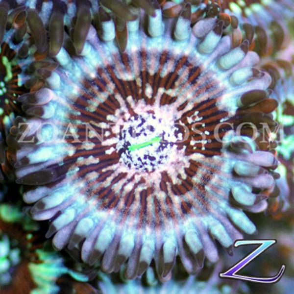 Blue Agave People Eater Zoanthids