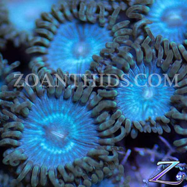 Blue Dart Zoanthids