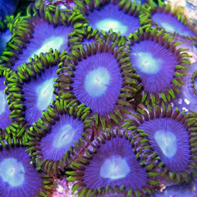 Zoanthids Identification Gallery