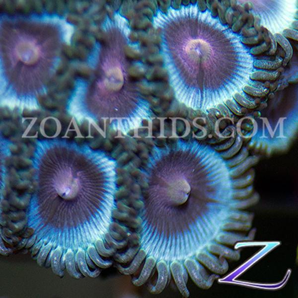Blue Kiss Zoanthids