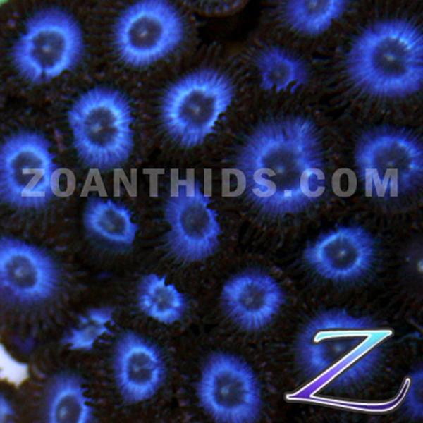 Blue Lightning Zoanthids