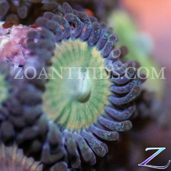 Blue Rainbow Zoanthids