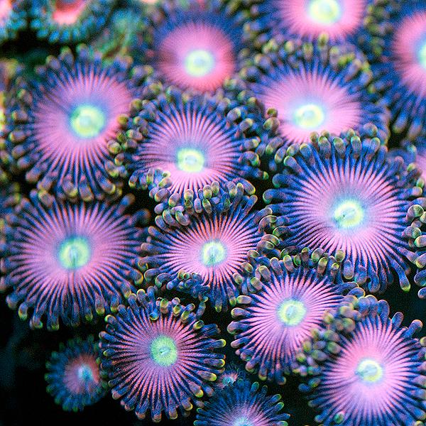 Futurama Zoanthids