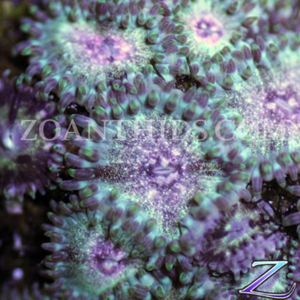 Galactica Zoanthids
