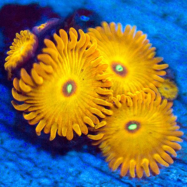 Hells Flame Zoanthids