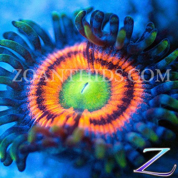 Helms Deep Zoanthids