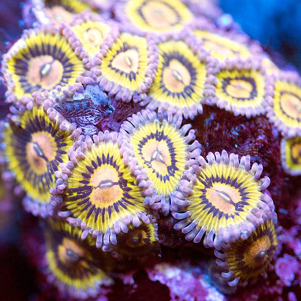 Hijinks Zoanthids