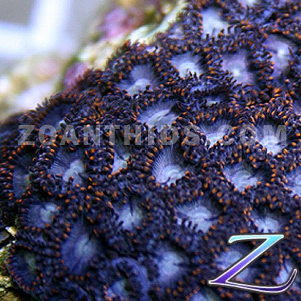 Icy Inferno Zoanthids