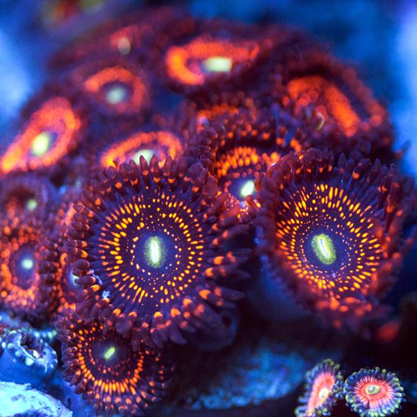 Illuminati Zoanthids