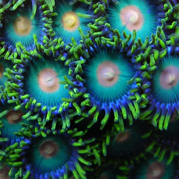 Incredibles Zoanthids