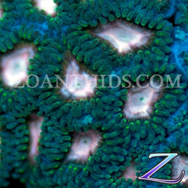 Jasmine Zoanthids