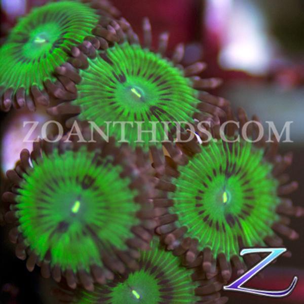 Jolly Green Monsters Zoanthids