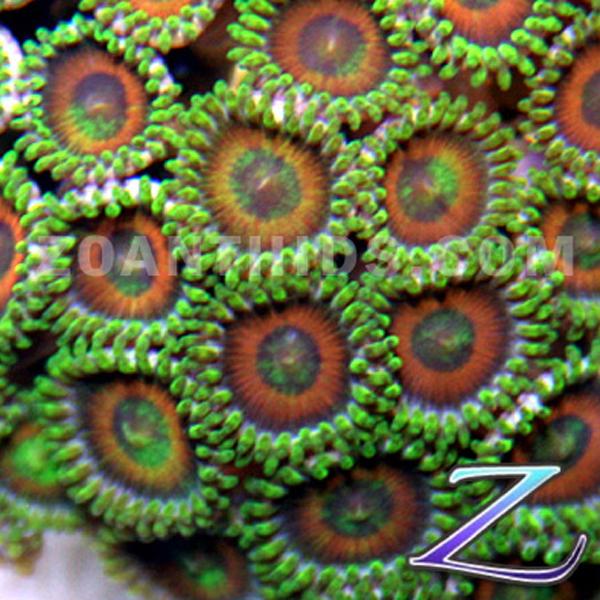 Kaleidascope Zoanthids