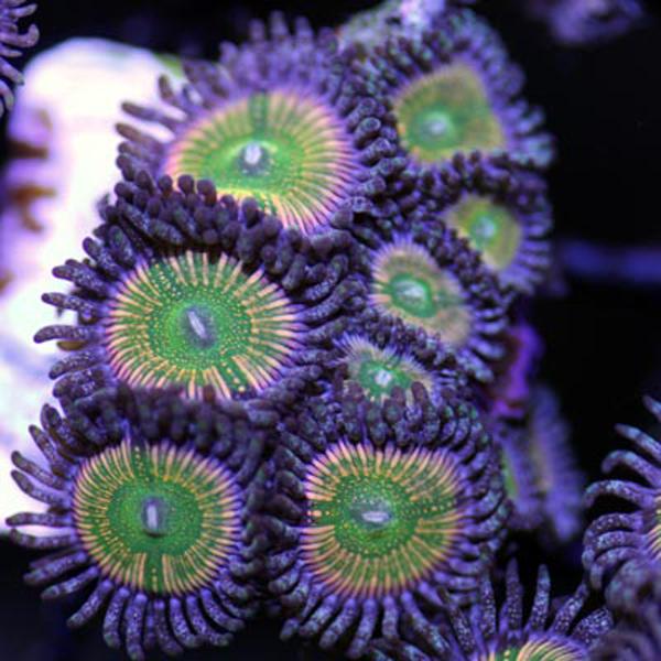 Poison Pox Zoanthids