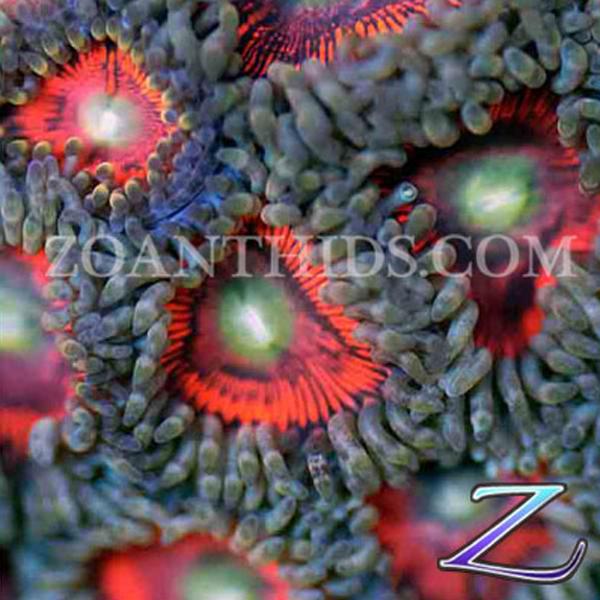 Psycho Circus Zoanthids