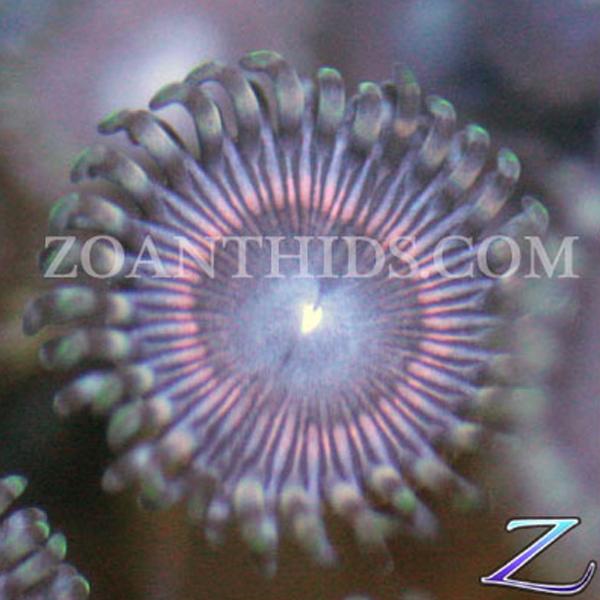 Purple Nurple Zoanthids