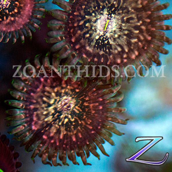 Red Cosmos Zoanthids